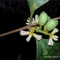 Chionanthus zeylanicus L.